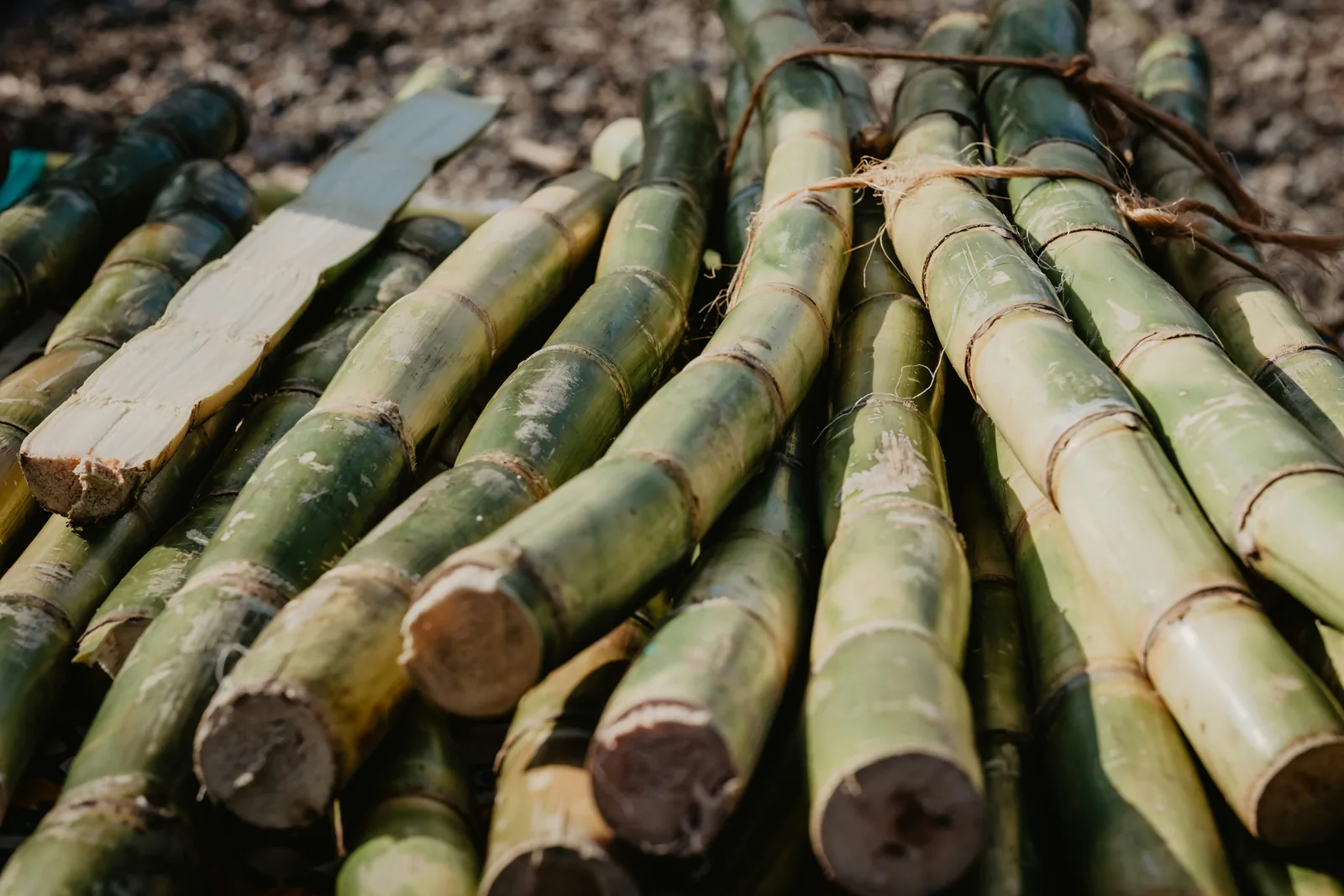Bundles of harvested sugarcane