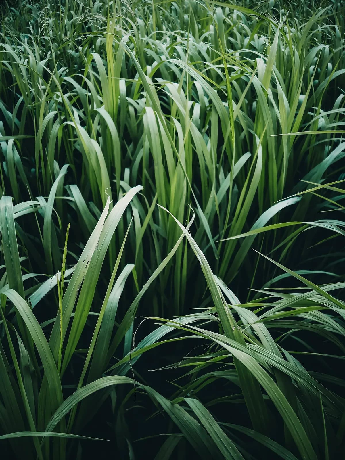 Sugarcane leaves growing in the field