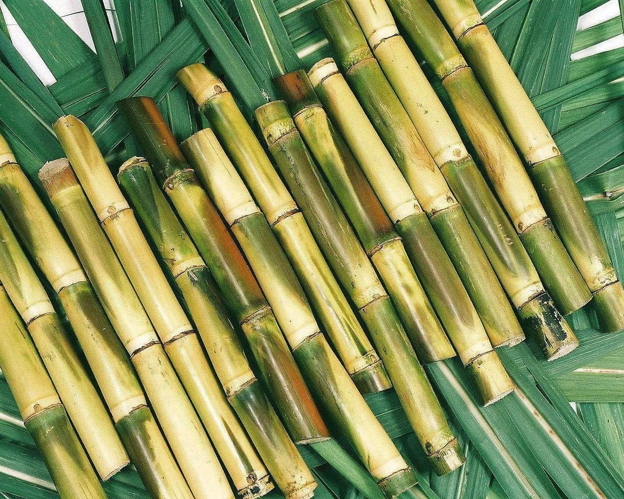 Freshly cut sugarcane stalks, the source of bagasse fiber